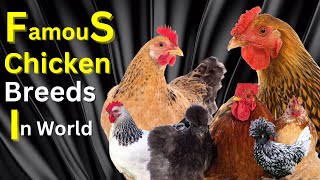 Famous Chicken Breeds In The World