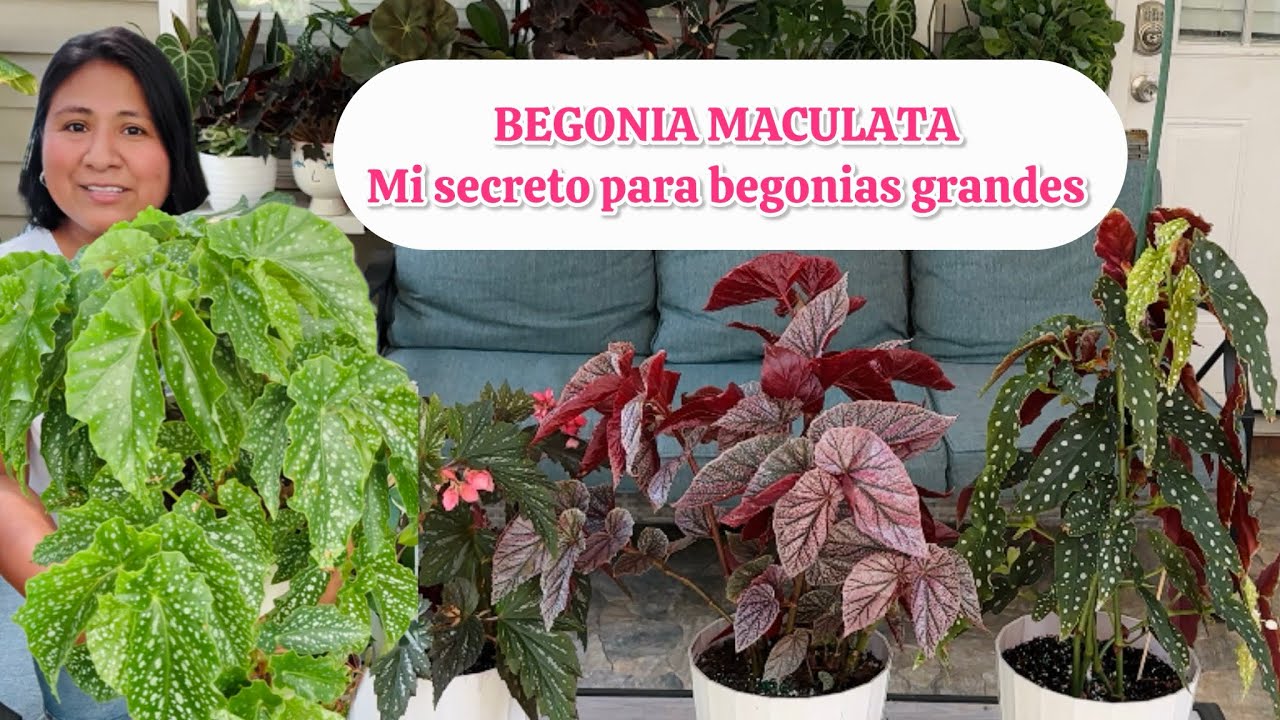 Todo sobre la begonia maculata y tips buenísimos para  las begonias ala de ángel 