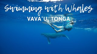 Swimming with WHALES in TONGA