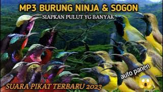 suara pikat burung kolibri ninja ribut kombinasi burung Sogon paling top