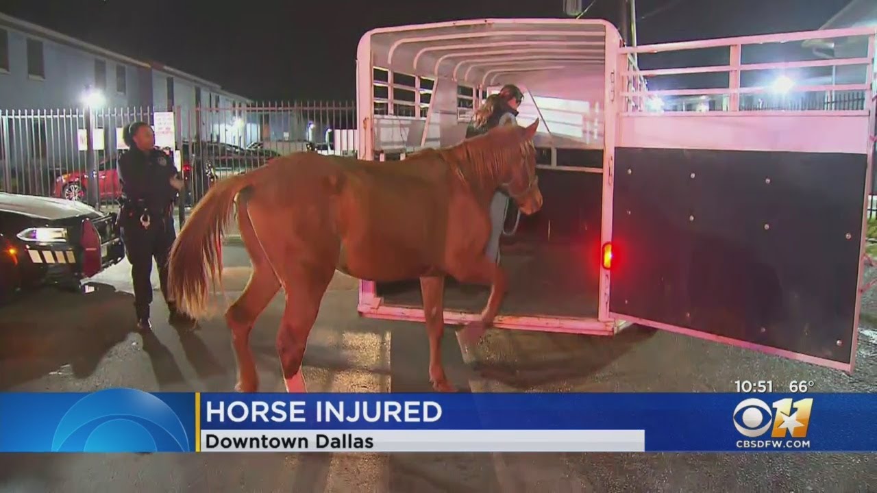 Drunken Man Arrested After Injuring Horse While Riding It On Dallas ...