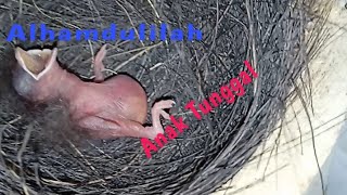 Hari Pertama Anakan Tledekan Gunung Menetas