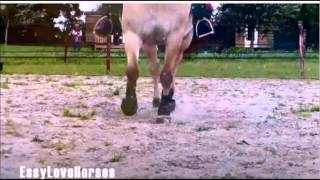 Candy an Equestrian MEP