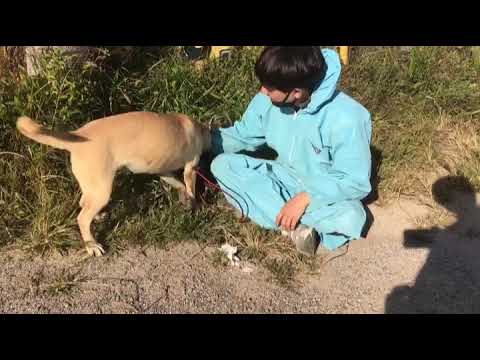 korean bbq near me Mei