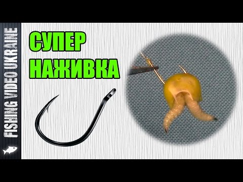 Video: Čuvani Obrambeni Odgovori Između Kukuruza I Sireva Na Exserohilum Turcicum