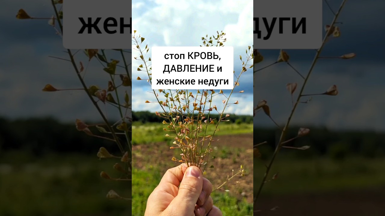 Пастушья сумка - остановит кровь, давление и женские недуги #лекарственныетравы #травы #травник