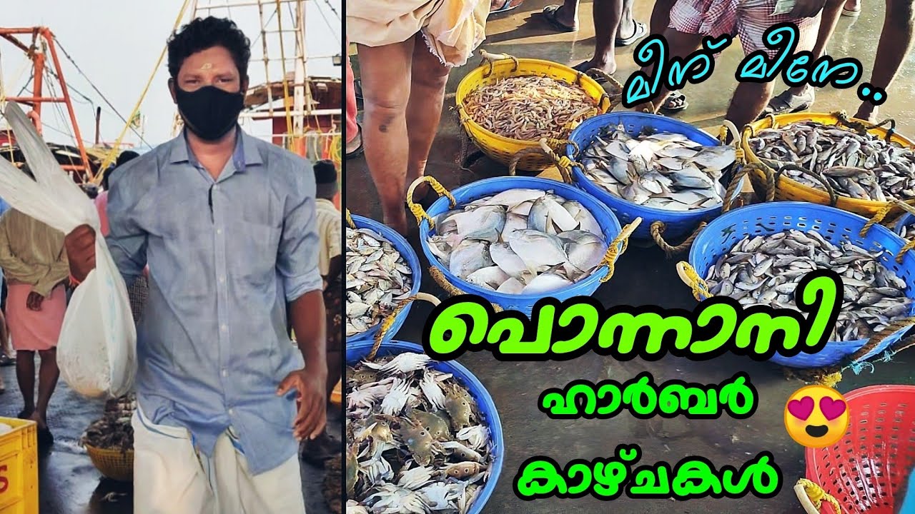 പിടക്കുന്ന മീൻ പിടിക്കുന്നത് കണ്ടിട്ടുണ്ടോ🤩  | Ponnani harbour| Fishing harbour