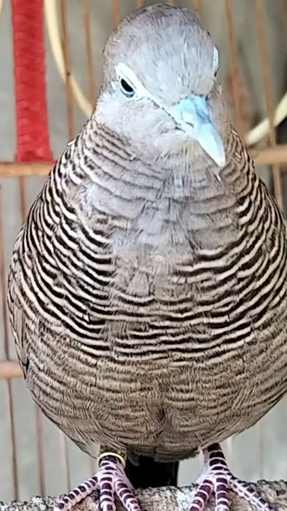 Local turtle doves have a crystal clear topcer sound for bait that responds immediately #shorts