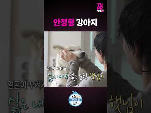 【#TVPP】햇님이와 던의 <strong>산책</strong> | 나 혼자 산다 | #숏또 | MBC 260724 방송