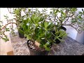 Jade Plant Cuttings First Prune (Saving My Jade Plant Update Summer 2020)