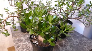 Jade Plant Cuttings First Prune (Saving My Jade Plant Update Summer 2020)