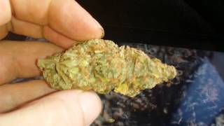 Bottom Of The Stash,A White Widow Automatic Rqs