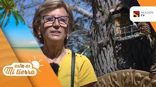 El pinar mágico de Tierga