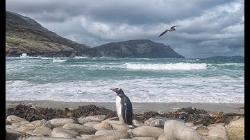 The Falkland Islands, A Photographer’s Docu-Short Set to Music by Jeffrey Martin