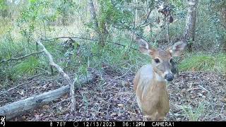 South Florida Trail Camera Video Footage 20232024