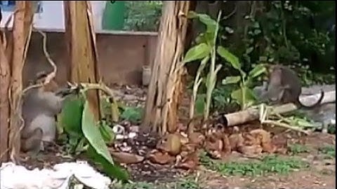 Monkey eating a banana plant,