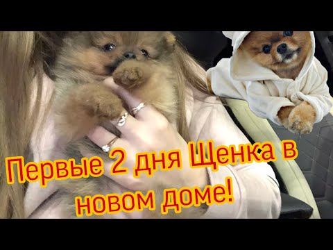 VLOG: ПЕРВЫЕ ДНИ ЩЕНКА В ДОМЕ. ШПИЦ! + Покупки. Я КУПИЛА ШПИЦА😍😍😍