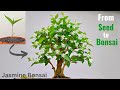 How to make a bonsai tree  jasmine bonsai tree