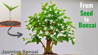 Cara Membuat Pohon Bonsai - Pohon Bonsai Melati