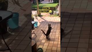 kucing tantrum  #shorts #tiktok #gemes #hewan #lucu #kucing #cat #komedi