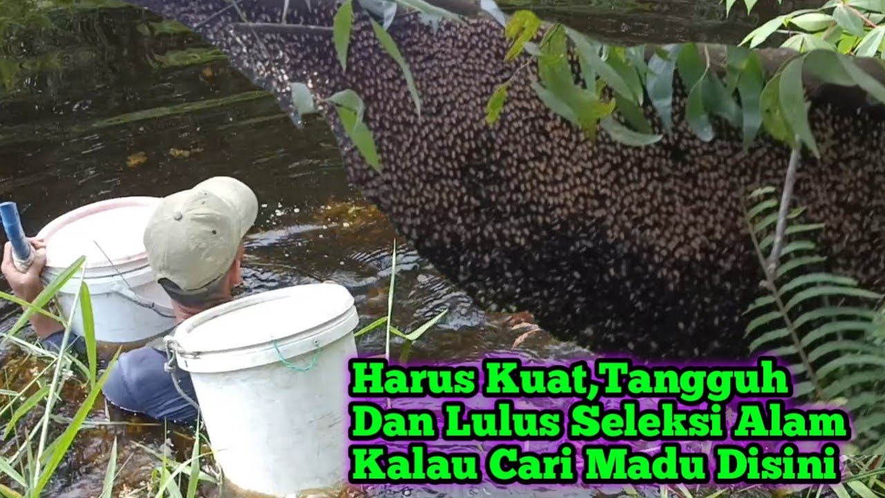 Lulus Seleksi Alam Itu Syarat Mutlak Untuk Pencari Madu  #bee#honey#panenmaduhutan#lebah#hutan#alam 