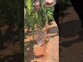 DIY Process of Modified Plastic Bottle Fertilizing Tool for Corn Roots