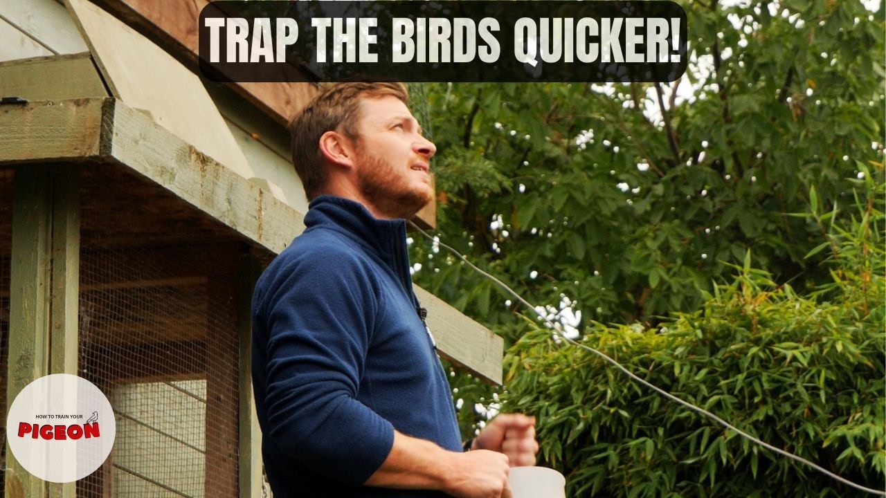 (Эпизод 105) Насколько быстры сейчас молодые голуби?