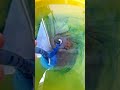 👽 Секрет обычного сифона - крошечный водяной вихрь Аэратор без компрессора #Shorts Игорь Белецкий