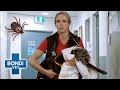 Turtle the Dog's Dangerous Tick Bite | Bondi Vet