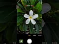 Stop taking boring flower photos! Use Pro Mode 🌸 #photography #mobilephotography #camerasettings