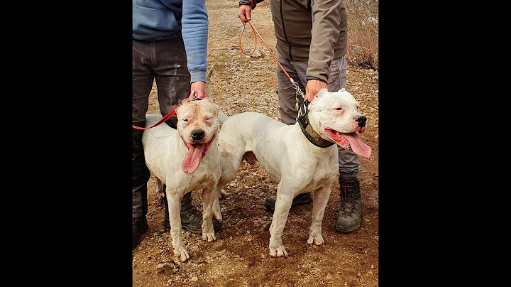 WORKING DOGO ARGENTINO EVENT