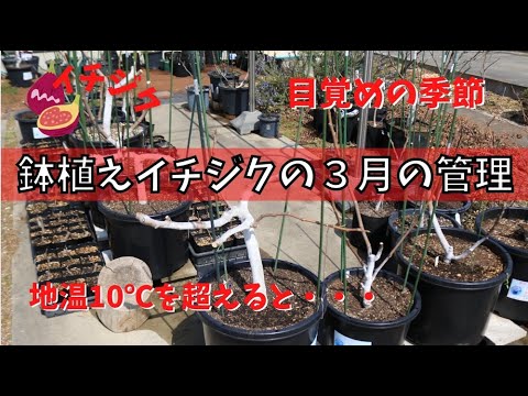 ニッキー品種60種セット！ 本日10時剪定！明日まで！イチジク 穂木 mqdefault.jpg