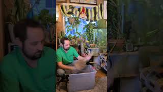 Majesty Palm time for a new home! #plants #plant #repotting #repottingplants #sale #walmart #grow