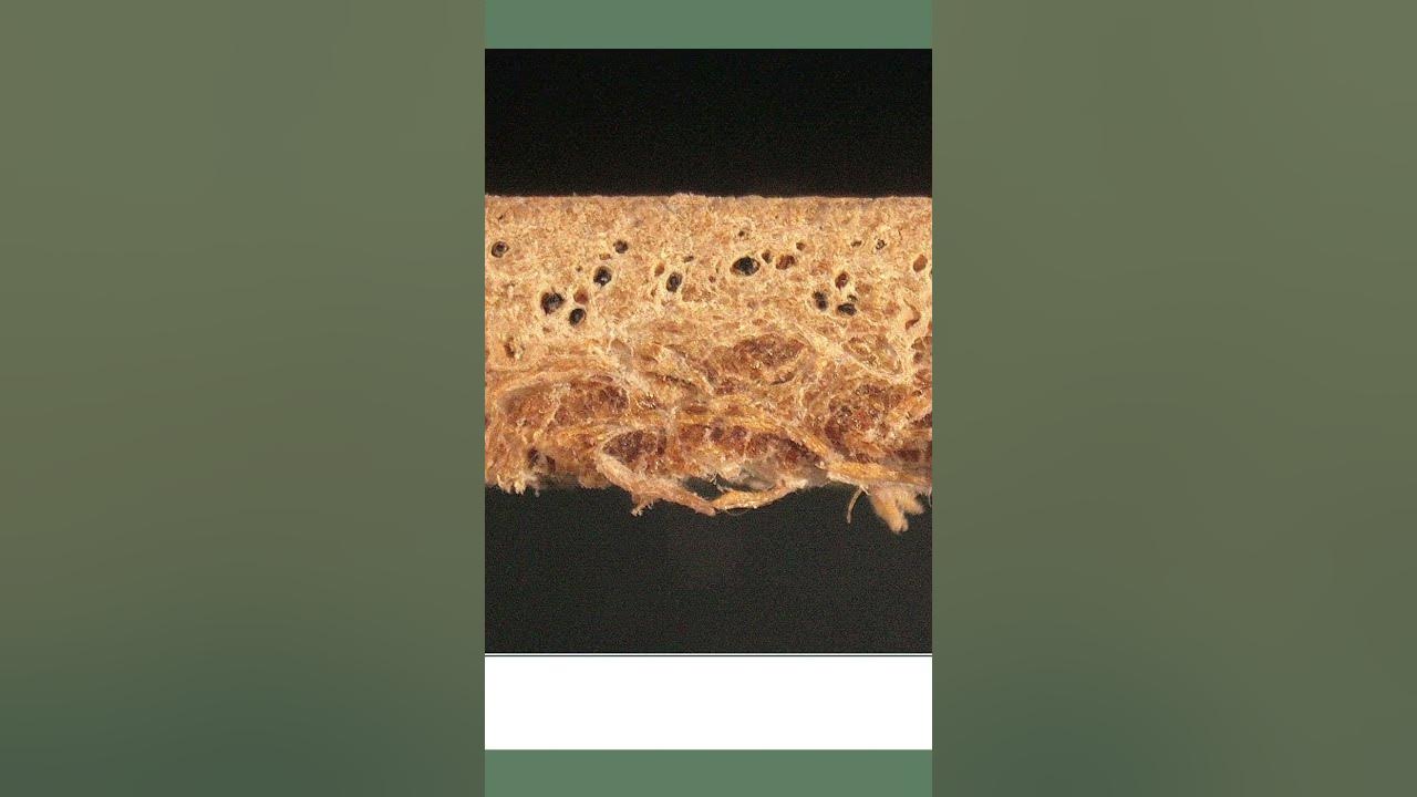 What Leather Fibers Look Like Up Close! leathercraft leather YouTube