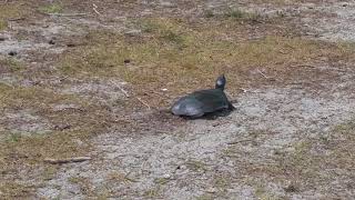 Giant softshell turtle digging