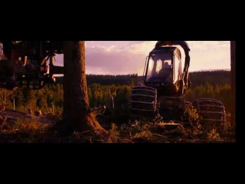 Video: Hur Transplanterar Man Ett Tall? Transplantera Tall Från Skogen Till Platsen. När Och Hur Man Planterar Ett Träd På Våren Och Sommaren? Hur Matas Efter Plantering?