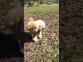 思い出！ドッグラン　#shorts #トイプードル #おパンツカット