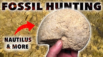 VERY PRODUCTIVE FOSSIL HUNT - April 2024 - Nautilus, Ammonites & More - North Texas Creek - Fossils