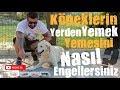 Köpeklerin Yerden Yemek Yemesini Nasıl Engellersiniz?