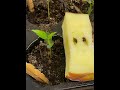 Seed to Apple: success! (Inquiry Part 4)