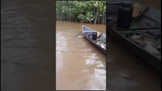 Jacaré agressivo ataca canoa de pescadores cheio de peixes