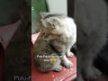 Pulu-Pulu 🐈 pusing bosen jadi satu #cat #anabul #catlover #funny