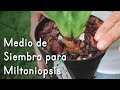 Medio de Siembra para Orquídea Miltoniopsis