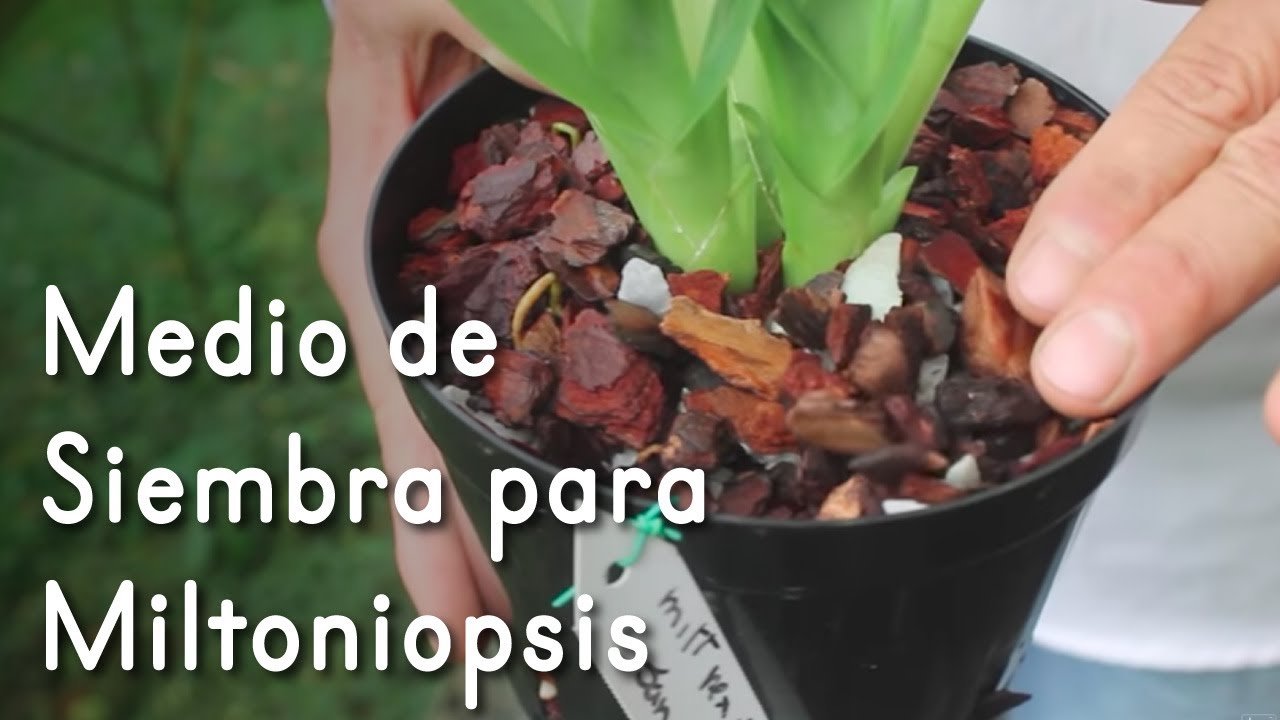 Medio de Siembra para Orquídea Miltoniopsis