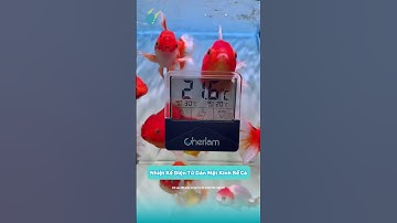 Nhiệt Kế Điện Tử Dán Mặt Kính Kiểm Soát Tốt Nhiệt Độ Bể Cá | Dụng Cụ Chăm Cá