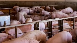 Indiana Packers is testing all employees for COVID-19
