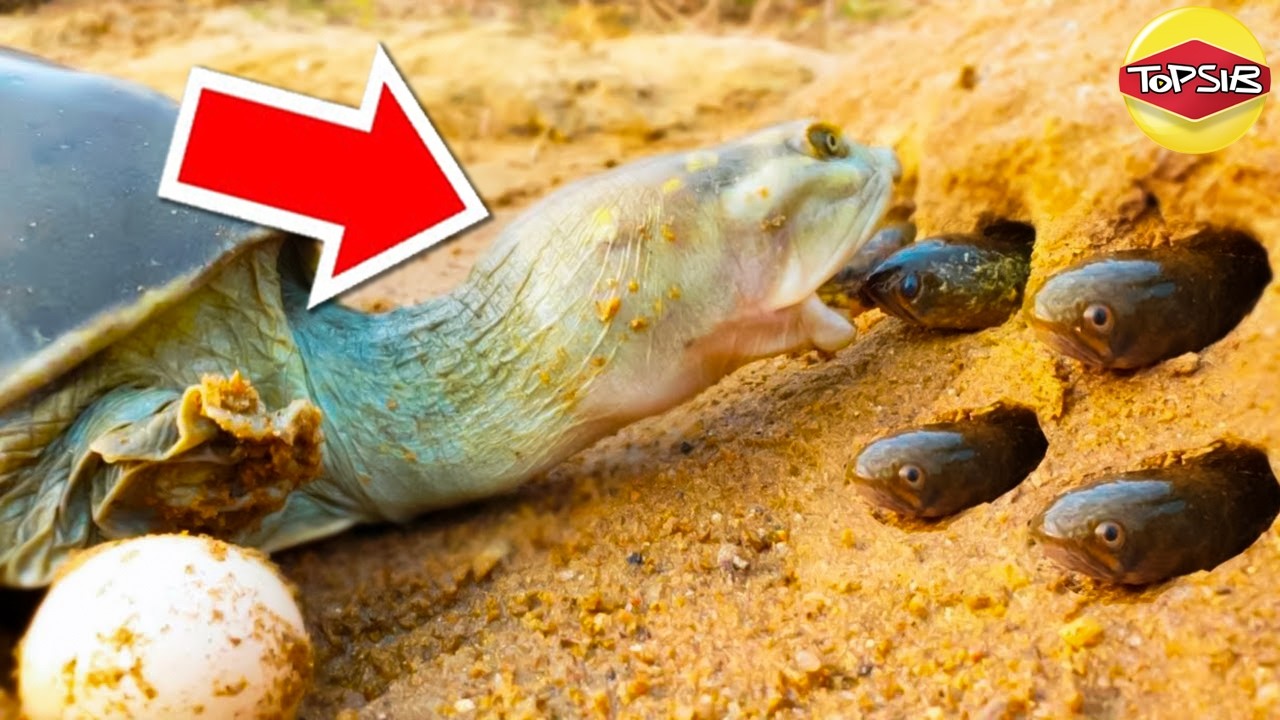 Bukti Alam Semula Jadi Yang Sangat Pelik dan Aneh (Seriuslah?)