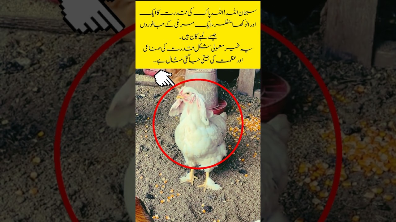 A Sign of Allah’s Power