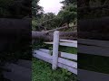 Trees Fall