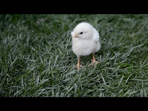Podemos salvar bebés (Pollitos) farmers insurance